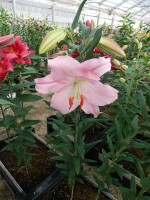 [5671 VZ W09 0698-01 No01.JPG]